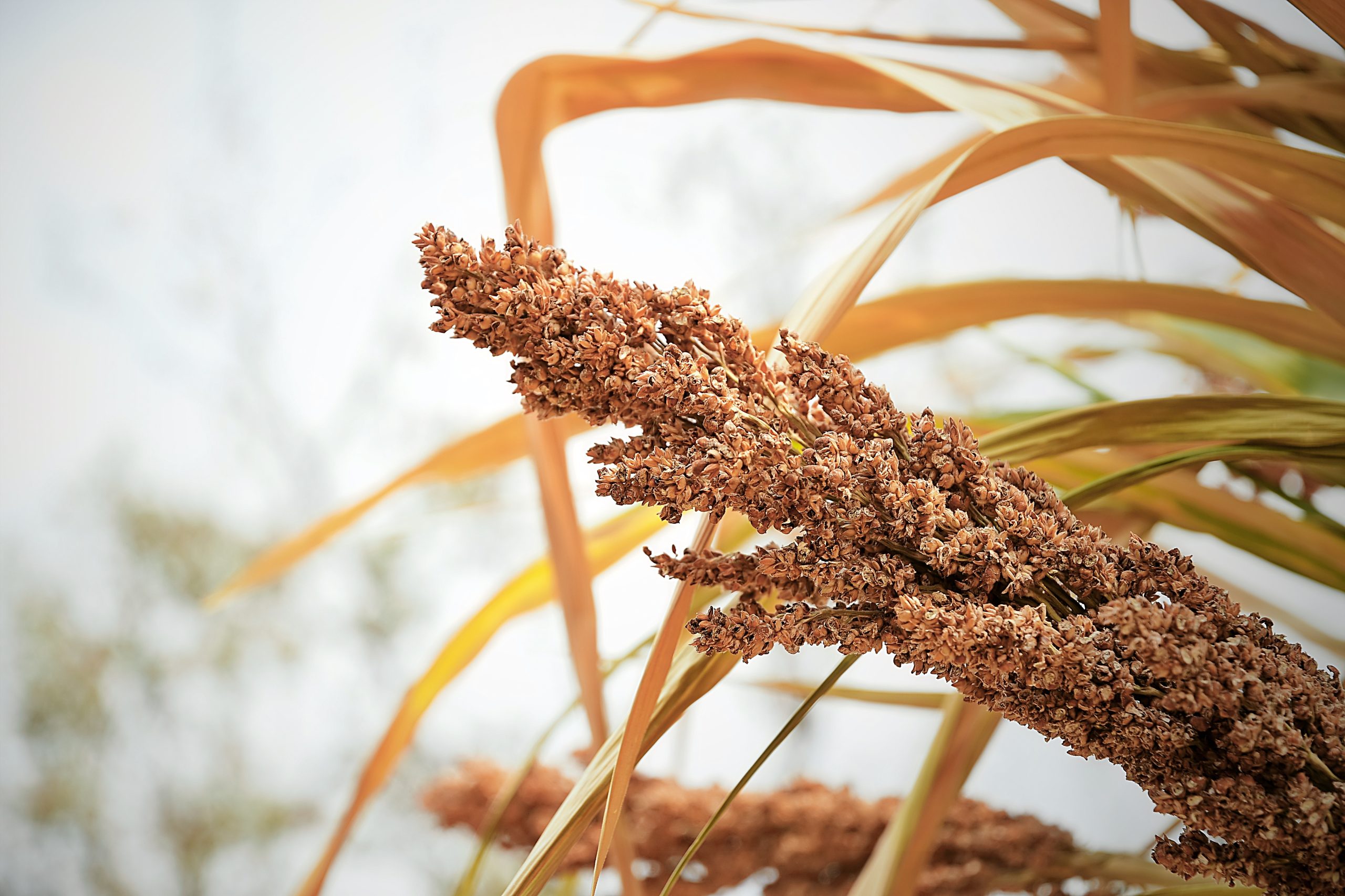Bunches,Of,Millet,Abstract,Background,Farm,Plant,Concept Bunches,Of,Millet,Abstract,Background,Farm,Plant,Concept