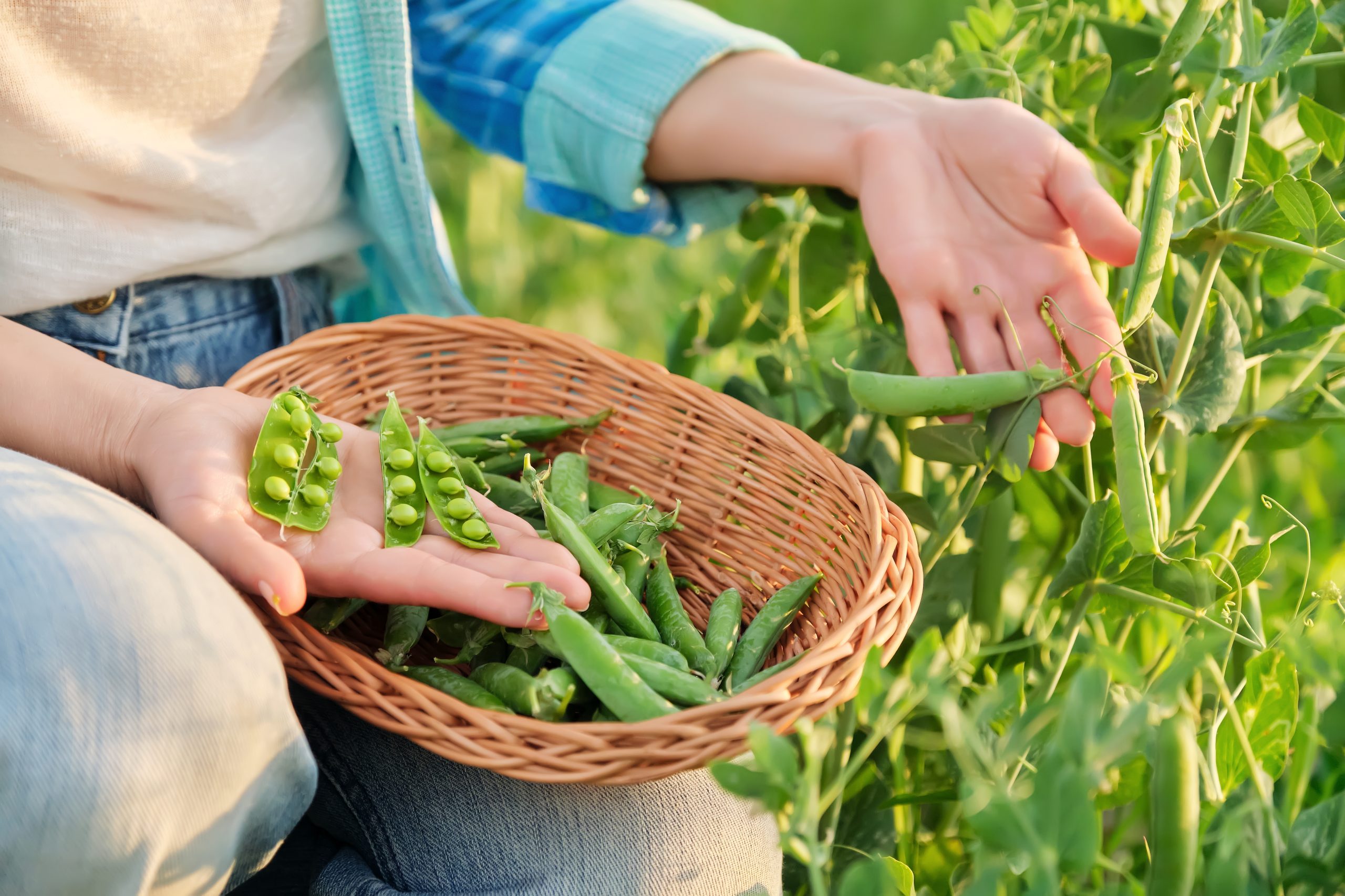 Woman,With,Freshly,Picked,Green,Pea,Pods,Peeling,And,Eating Woman,With,Freshly,Picked,Green,Pea,Pods,Peeling,And,Eating