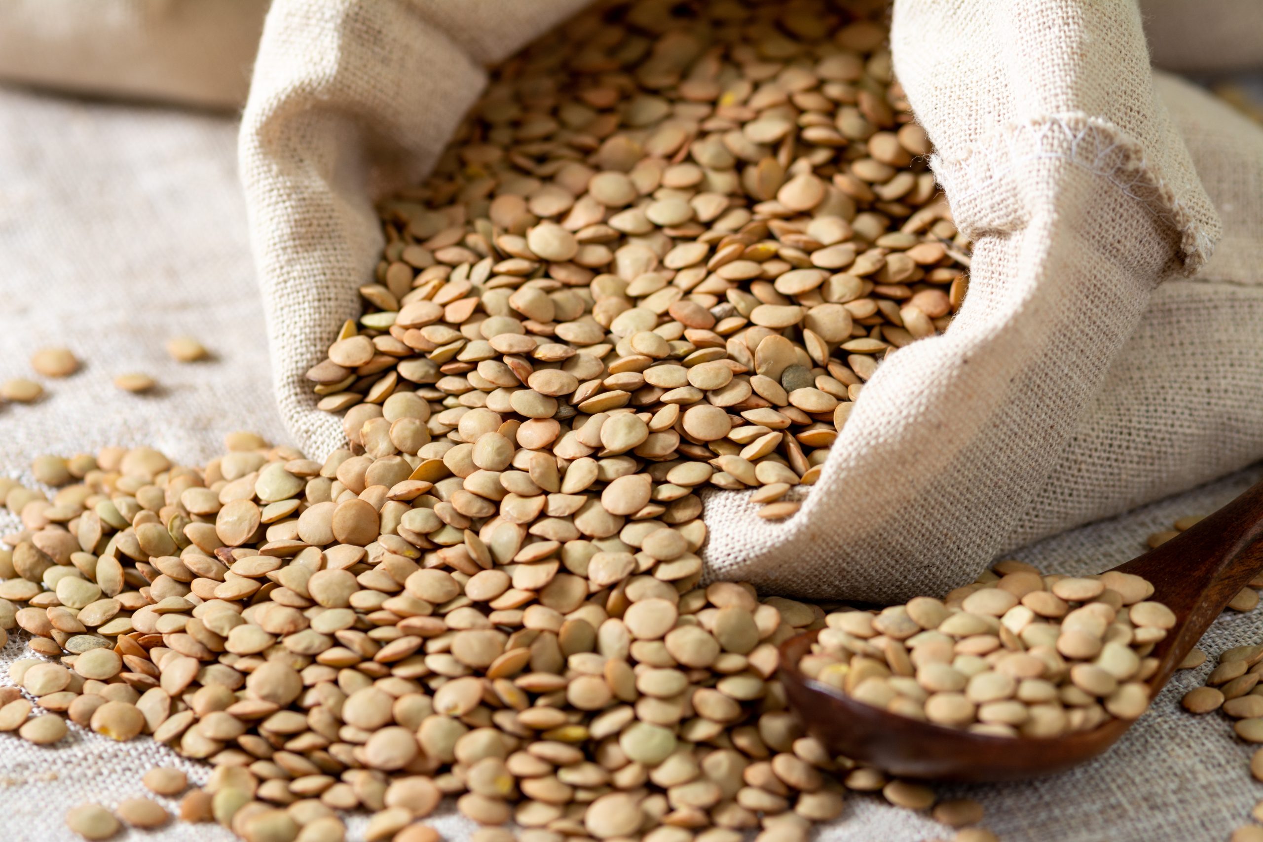 A,Lot,Of,Raw,Lentils,Poured,Out,Of,A,Linen A,Lot,Of,Raw,Lentils,Poured,Out,Of,A,Linen