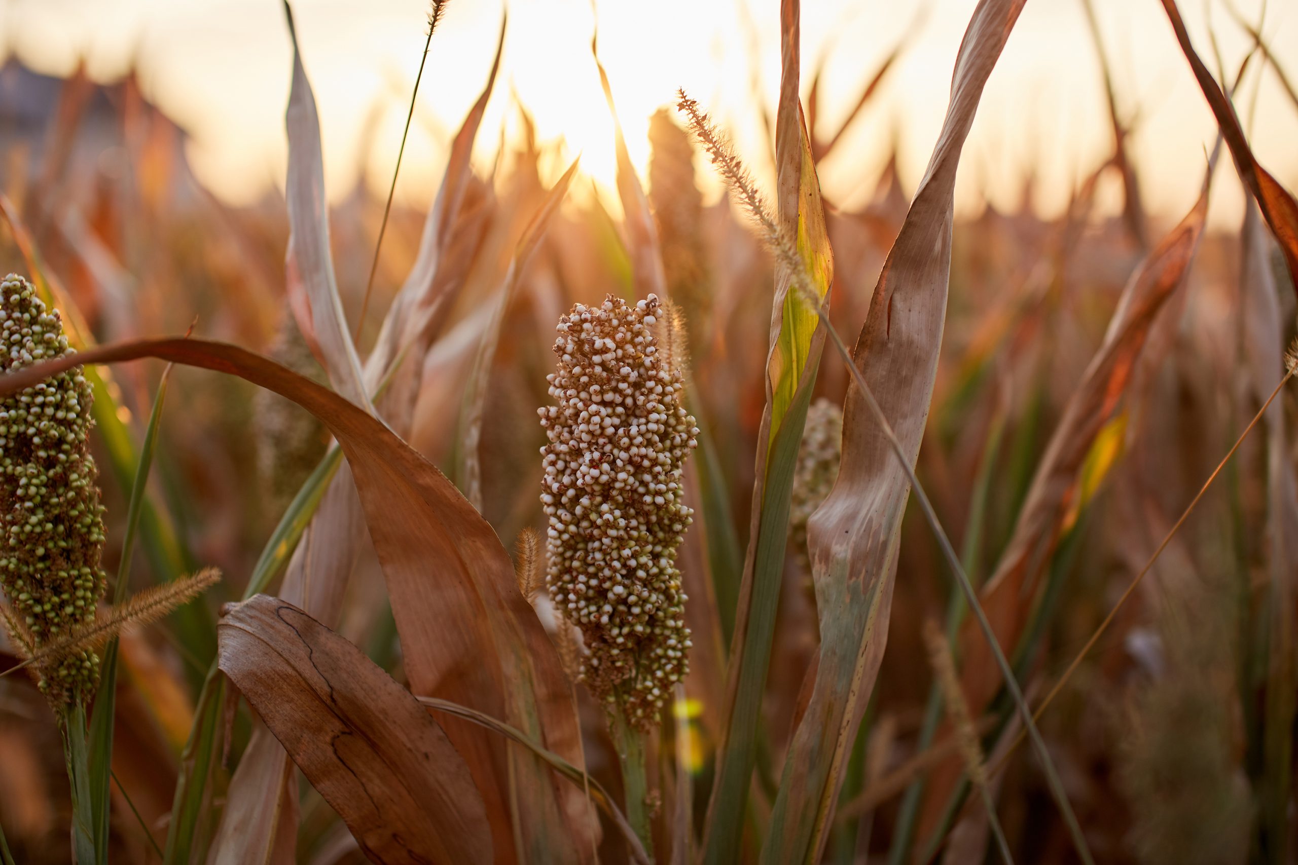 Ripe,Sorghum,Swing,In,A,Field,At,Sunset.,Selective,Focus Ripe,Sorghum,Swing,In,A,Field,At,Sunset.,Selective,Focus